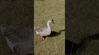 Focused Foraging The Determined Goose [upl. by Retswerb]