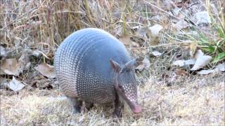 Armadillos on the run [upl. by Elenaj]