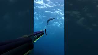 Early Barracuda fishing scubadiving fish underwater pesca spearfishing barracudafish shorts [upl. by Sudnac]