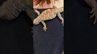 Uromastyx is Fantastyx reptiles uromastyx lizard funny petlizard [upl. by Bren]