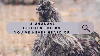 15 Unusual Chicken Breeds Youve Never Heard Of [upl. by Diannne]