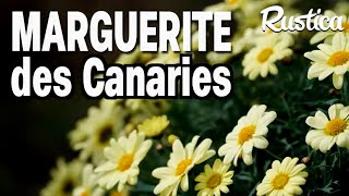 Planter la marguerite des Canaries dans un pot [upl. by Ylime]