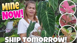 Gift for your Mother  Mine Now Ship Tomorrow plants mother garden aglaonema [upl. by Anuait]