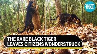 Rare Black Tiger seen marking its territory in Odisha National Park  Video breaks the internet [upl. by Bohaty]