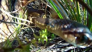 Boomslang attack on two nestling Cape Rockjumpers [upl. by Aiuqet]