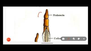 Hemichordata PhylumClassification Of Hemichordata Phylum With ExamplesNon Chordata [upl. by Xed]