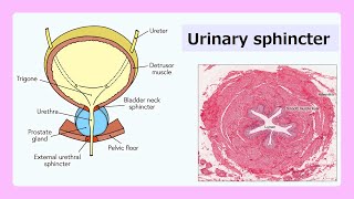 urinary sphincter [upl. by Hollis174]