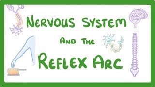 GCSE Biology  Nervous System and Reflex Arc 58 [upl. by Aicilegna]