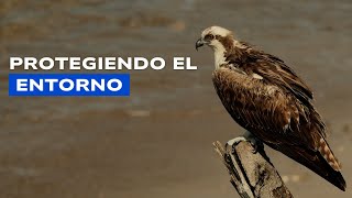 Teresa Arnandis conoce el proyecto de conservación del águila pescadora en las Marismas del Odiel [upl. by Luwana807]