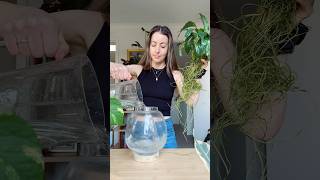 Hydro plant water swap  Relaxing Watering Videos  Houseplant Propagation houseplants plants [upl. by Marozas]