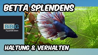 Mein Betta Splendens quotElephant Earquot  Haltung der Hochzuchtform  Fischenzyklopädie  BiBiG [upl. by Ziom693]