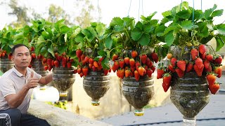 Growing Strawberries in Plastic Bottles  Surprising Results [upl. by Kenwood]