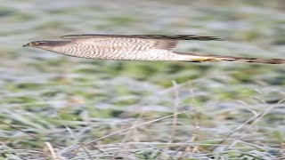 Sparrowhawk in flight short by quotCamilla amp Iquot [upl. by Otxilac27]