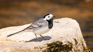 Konipas bílý Motacilla alba [upl. by Pia]