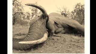 Hunting Elephant with Carlo Engelbrecht Safaris [upl. by Martin]