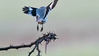 Butcher shrike southern grey with a lizard 🦎 [upl. by Norted266]