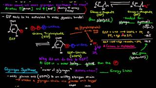 Glycogen Part 2 of 4  Glycogen Synthesis [upl. by Ellehctim]