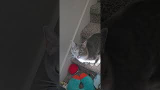 I hear noise and cat explains What Happened FunnyPets CatComedy MysteriousNoise TalkingCatquot [upl. by Eelarat]