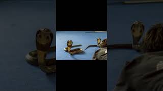 King Cobra photoshoot petlove animals animallover snake snakes cobra cute animal model [upl. by Ahsenet]