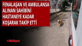 Fenalaşan ve ambulansa alınan sahibini hastaneye kadar koşarak takip etti [upl. by Nnyleimaj]