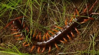 Centipede Molting HD [upl. by Nocam]