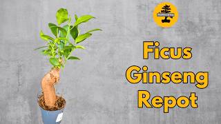 Repotting a Small Ficus Microcarpa [upl. by Anastasius]