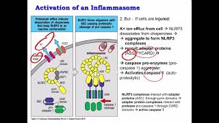 Lecture 6 PRRs NLRP3 Inflammasome and Cytokines [upl. by Wanonah]