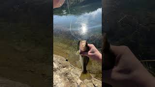 How to catch MORE fish this fall bassfishingismylife fishing bassfishing largemouthbass [upl. by Bernj788]