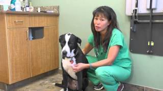 How to induce vomiting in your dog  Dr Justine Lee [upl. by Bluefield]