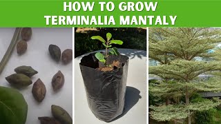 Easily grow Terminalia Mantaly from seed Madagascar Almond Tree [upl. by Lenej402]