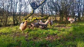 Swedish Flower Hens and Cockerel with spring bird song [upl. by Cathee158]