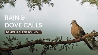 Rain and Mourning Dove  10 Hours Sleep Sound  Black Screen [upl. by Yci]