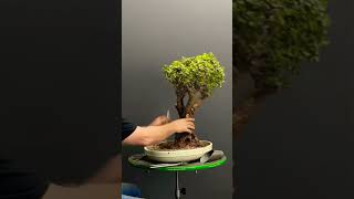 Transforming a Dwarf Jade bonsai from the African bushveld terryerasmusbonsai bonsai bonsaitree [upl. by Nodal]