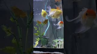 3 special gold fish 2 parrot cichlids 2 Betas 1 pleco and 50 snails [upl. by Ziom]