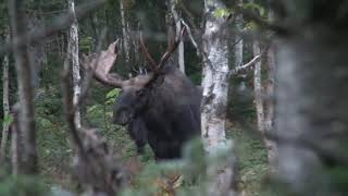 Récolte dun mâle orignal de 50 pouces avec Serge Lamontagne et Michel Therrien de Chasse Québec [upl. by Auqcinahs]