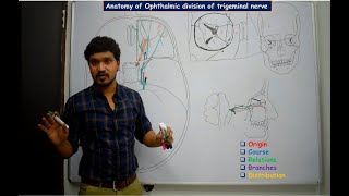 Anatomy of Ophthalmic division of trigeminal nerve  Simplified and made easy for beginners [upl. by Salis]