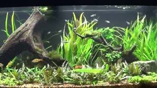 75 Gallon Aquarium Crypts crinum calamistratum HYGROPHILA CORYMBOSA ANGUSTIFOLIA [upl. by Ddat]