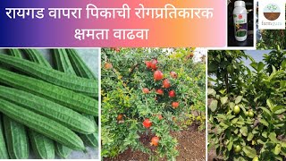 Raigad  Calcium and Boron in ionic form  Great results  Crop Nutrition farmguru agriculture [upl. by Errol305]