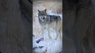 Wolf And Raven Friendship facts science sciencefacts shorts [upl. by Aikehs]