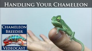 Handling Your Chameleon [upl. by Neenaej433]