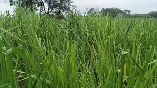 Pradera de Hibridos de Panicum Carcará listo para pastoreo o pacas en Escárcega Campeche [upl. by Lahcar]