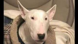 English Bull Terrier Sings [upl. by Yekcor]