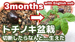 切断したトチノキ盆栽、芽吹く。bonsai of Japanese horse chestnut is growing【盆栽】【園芸】【ガーデニング】 [upl. by Edrahs]