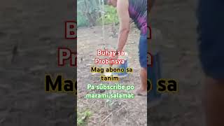 Mag abono sa mga tanim farming wateringplants farmer fertilizer trending shortvideo [upl. by Adalbert28]