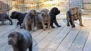 Cane Corso Puppies For Sale [upl. by Dust]