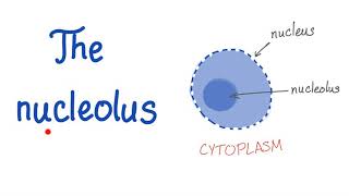 The Nucleolus the small nucleus [upl. by Duax96]