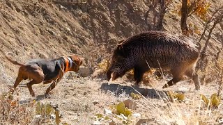 EPIC HUGE BOAR HUNTS FEARLESS Dogs Perfect HOG SHOTS Best HUNTING Scenes [upl. by Toni]