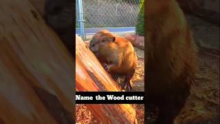 Who is this wood cutter Heavy Duty animals wildlifebattle animalkingdom animalbehavior wildlife [upl. by Eimaj]