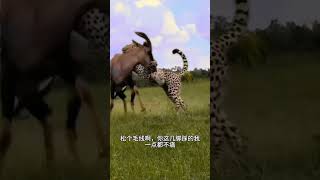 Clever antelope drives away cheetahs Amazing animals are here Animal World Highlights of Anim [upl. by Gwenni389]