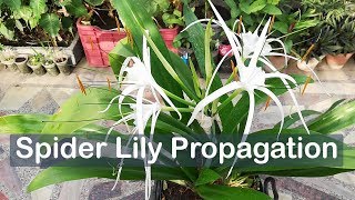 Spider Lily Propagation by Dividing  Hymenocallis [upl. by Fenner]